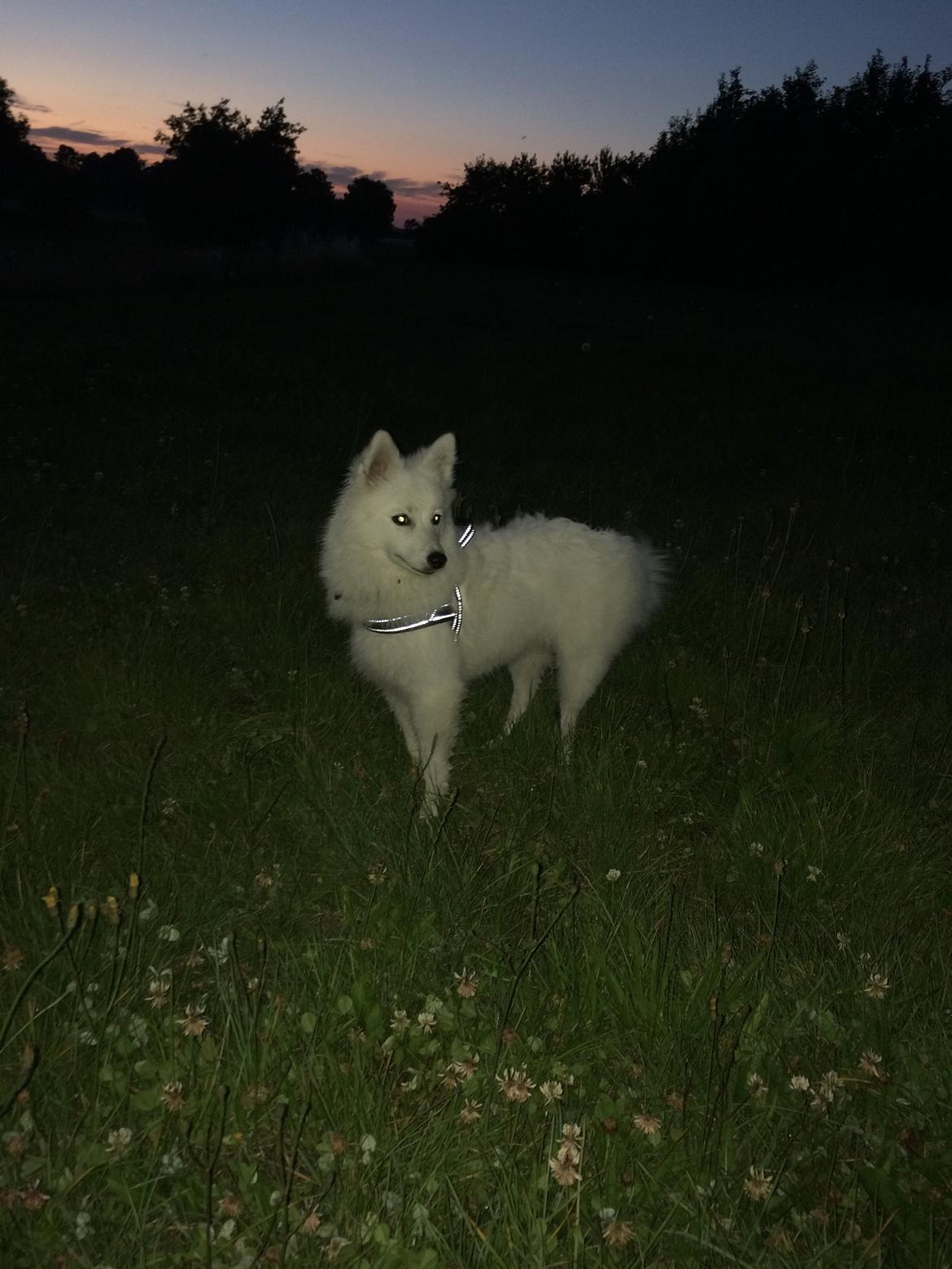 Japansk spids Bella billede 26