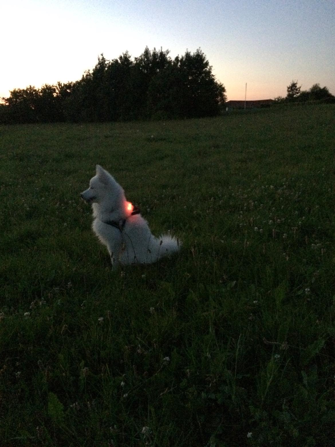 Japansk spids Bella billede 25