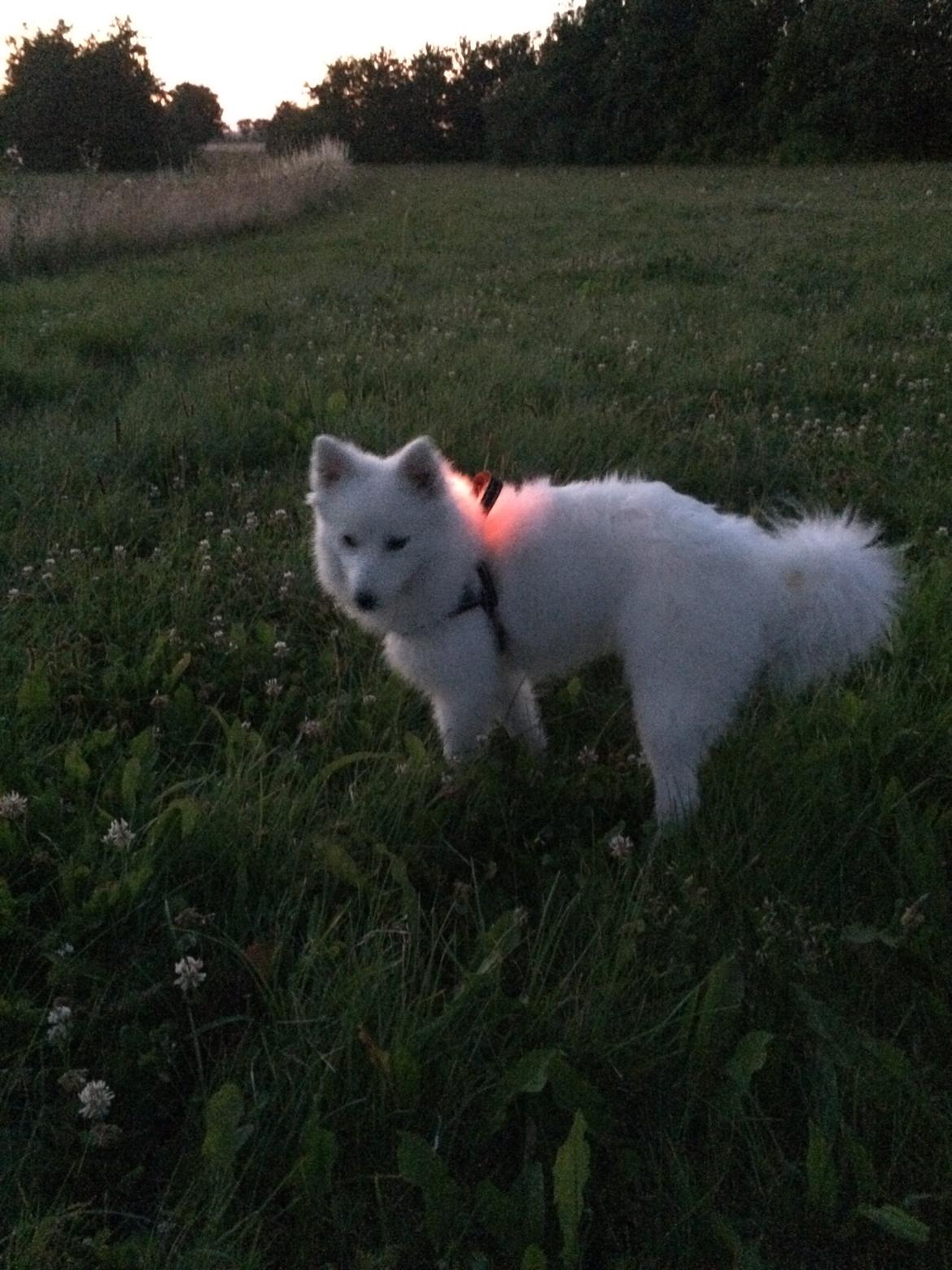 Japansk spids Bella billede 28