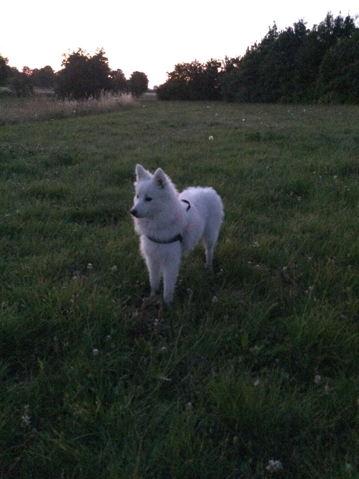 Japansk spids Bella billede 27