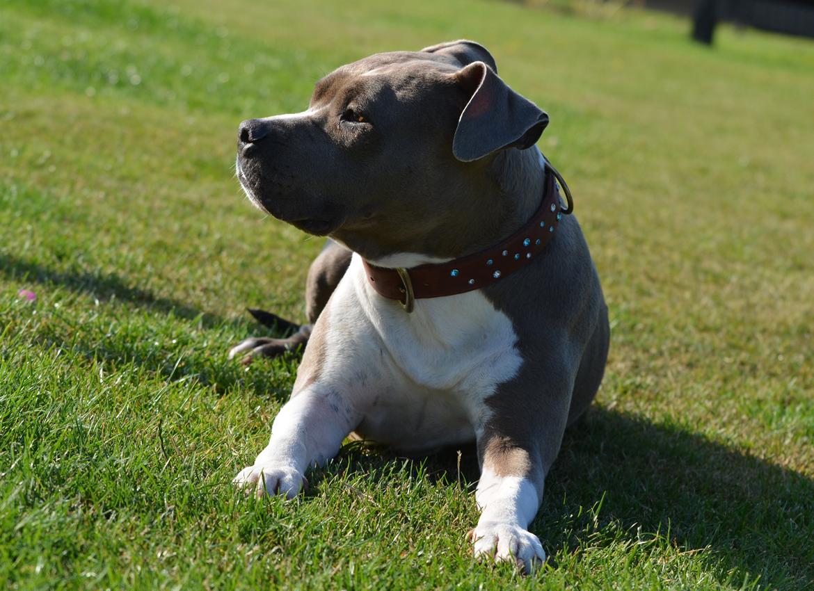 Amerikansk staffordshire terrier Zika † Aug. 2018 - Zika 9 år gammel billede 20