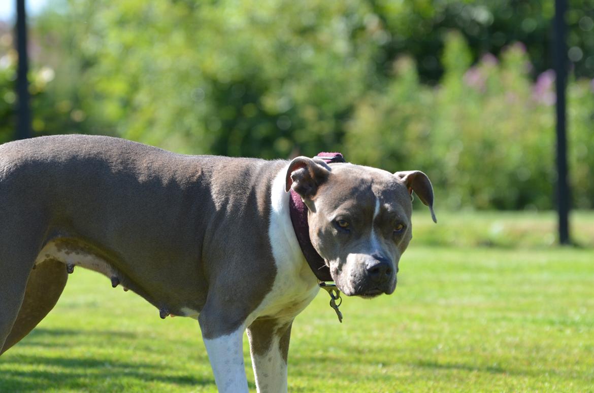 Amerikansk staffordshire terrier Zika † Aug. 2018 - 2015 9 år gammel billede 22