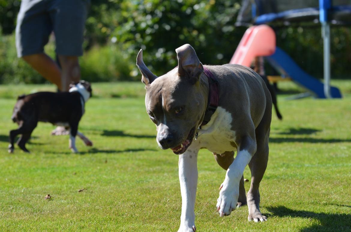 Amerikansk staffordshire terrier Zika † Aug. 2018 - Stadig fræk og frisk, 9 år gammel. billede 23