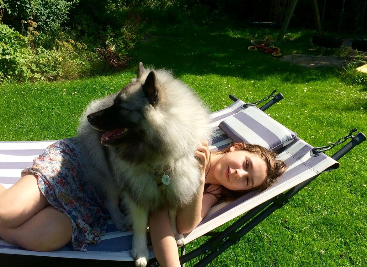 Keeshond Karma billede 6