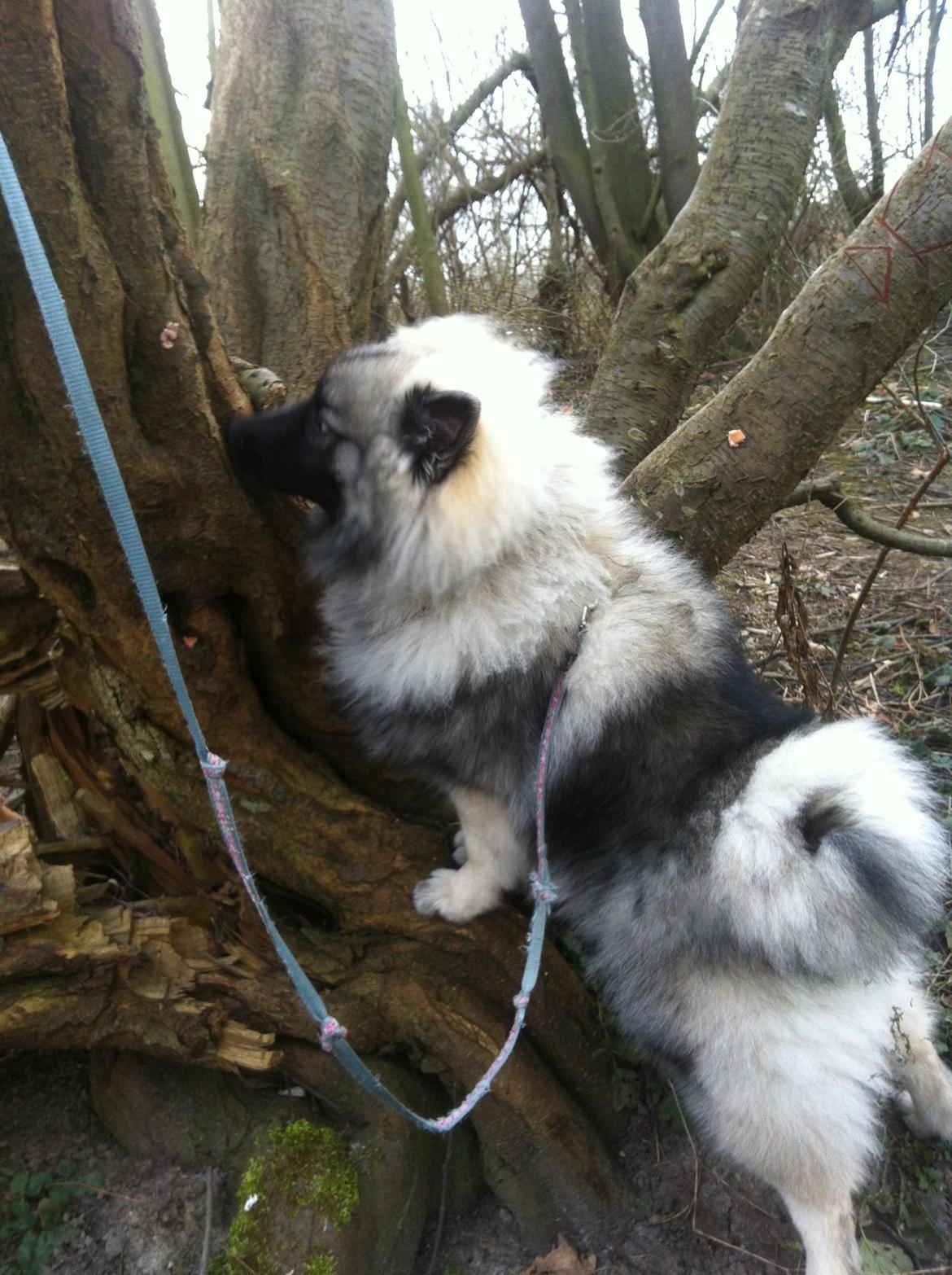 Keeshond Karma billede 7