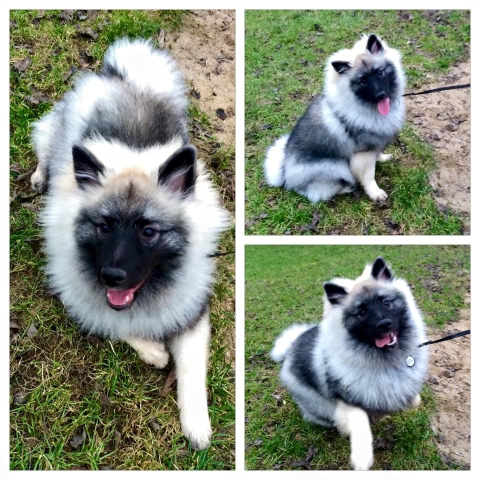Keeshond Karma billede 8