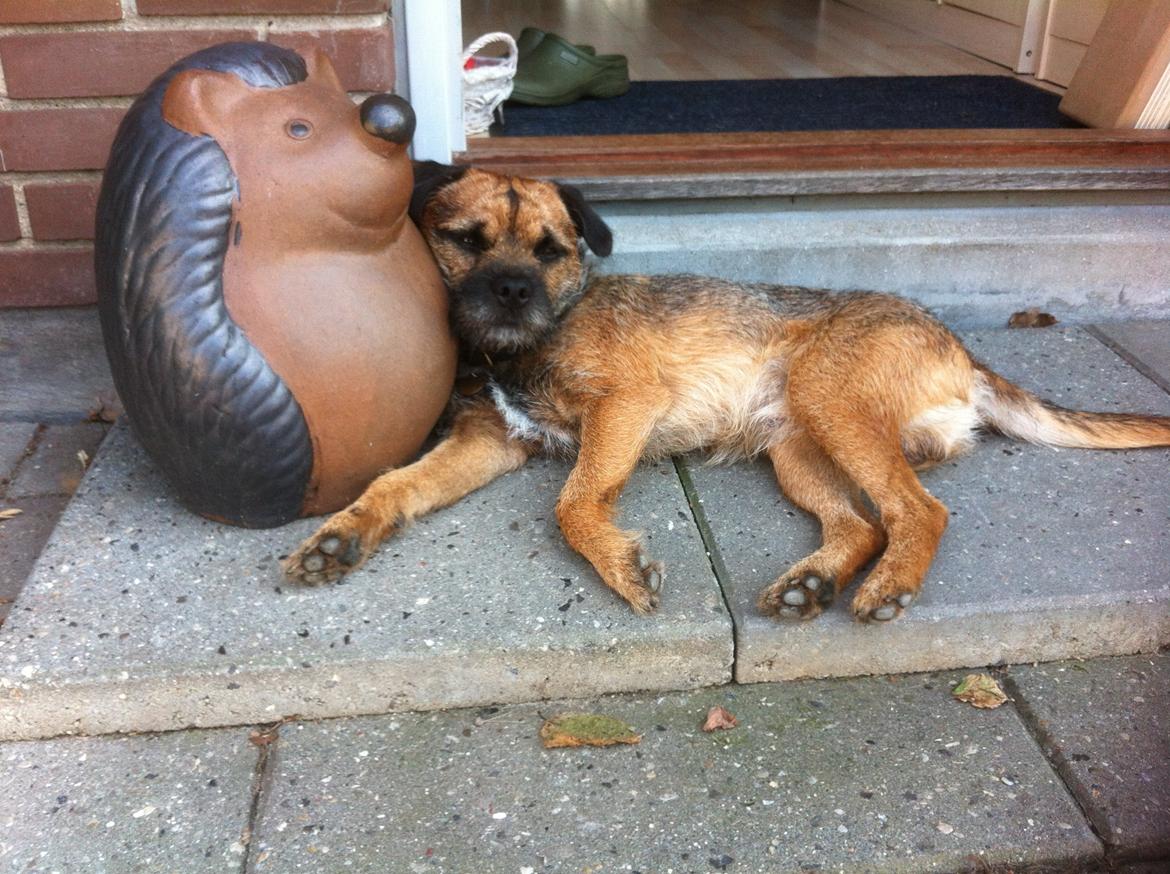 Border terrier Kalle billede 1