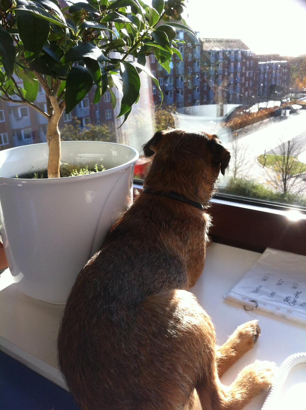 Border terrier Kalle billede 2