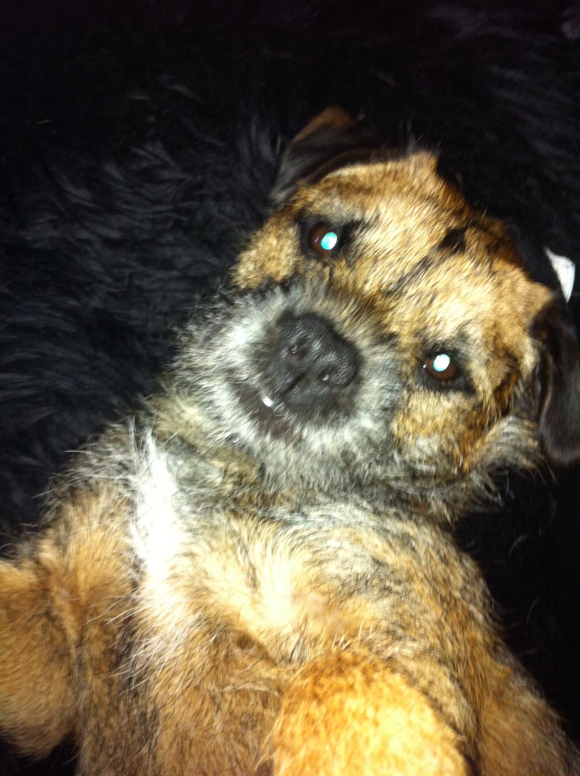 Border terrier Kalle billede 3