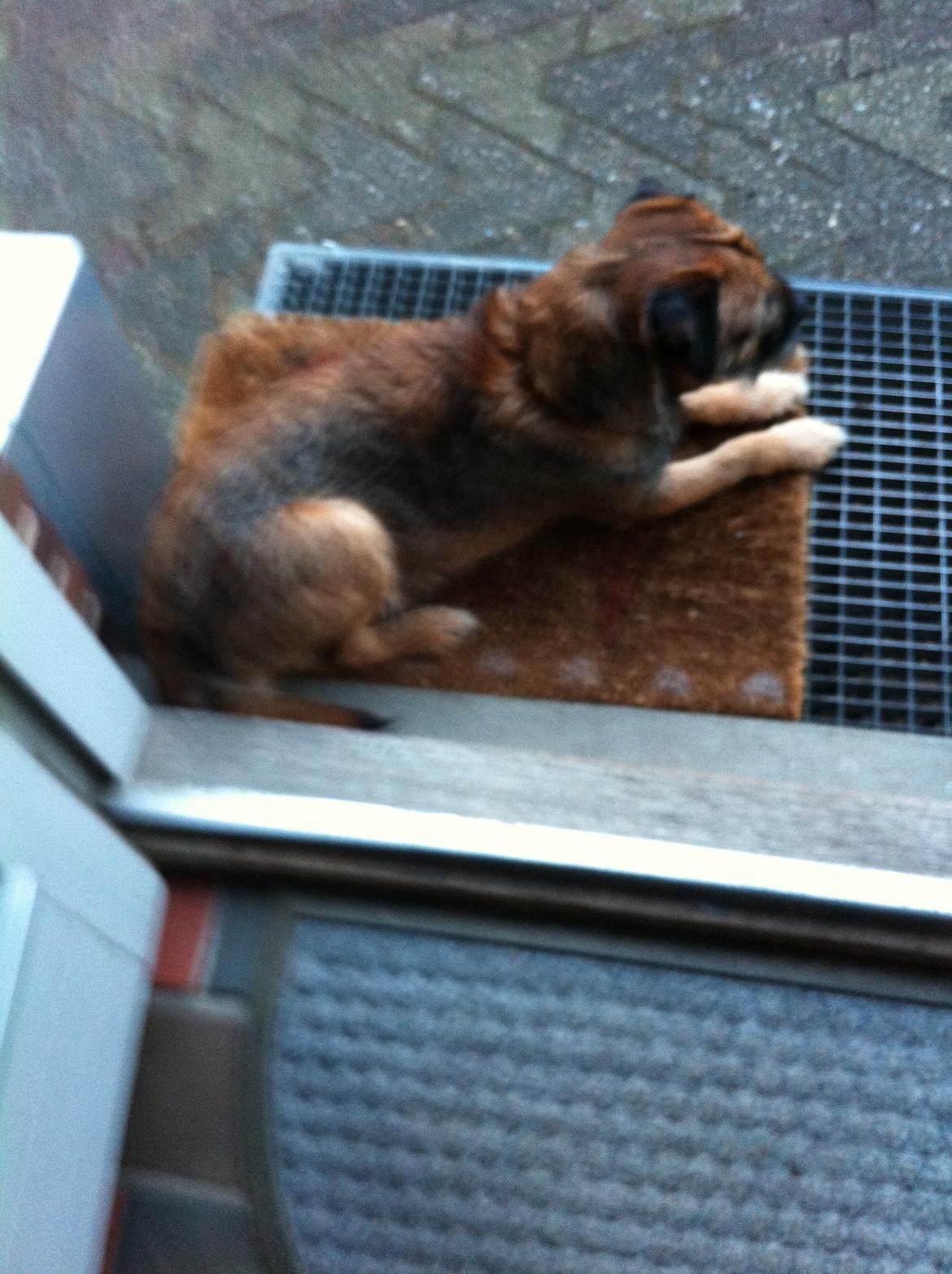 Border terrier Kalle billede 4