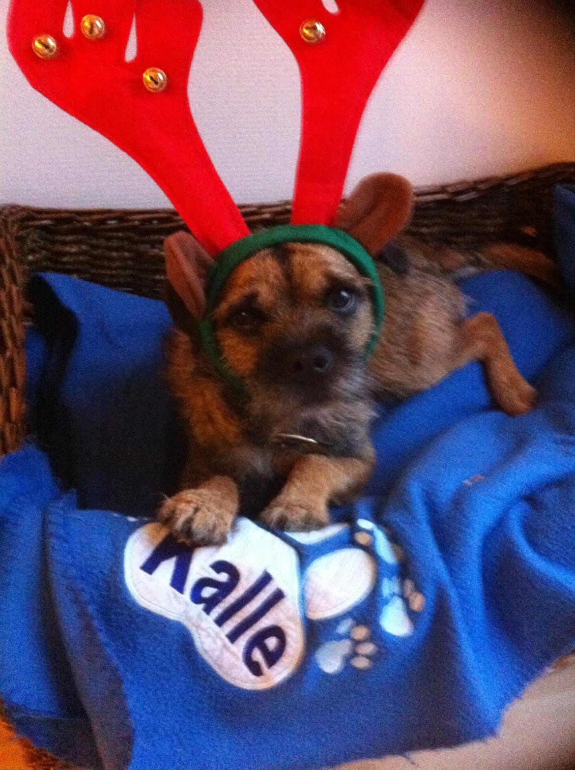 Border terrier Kalle billede 5