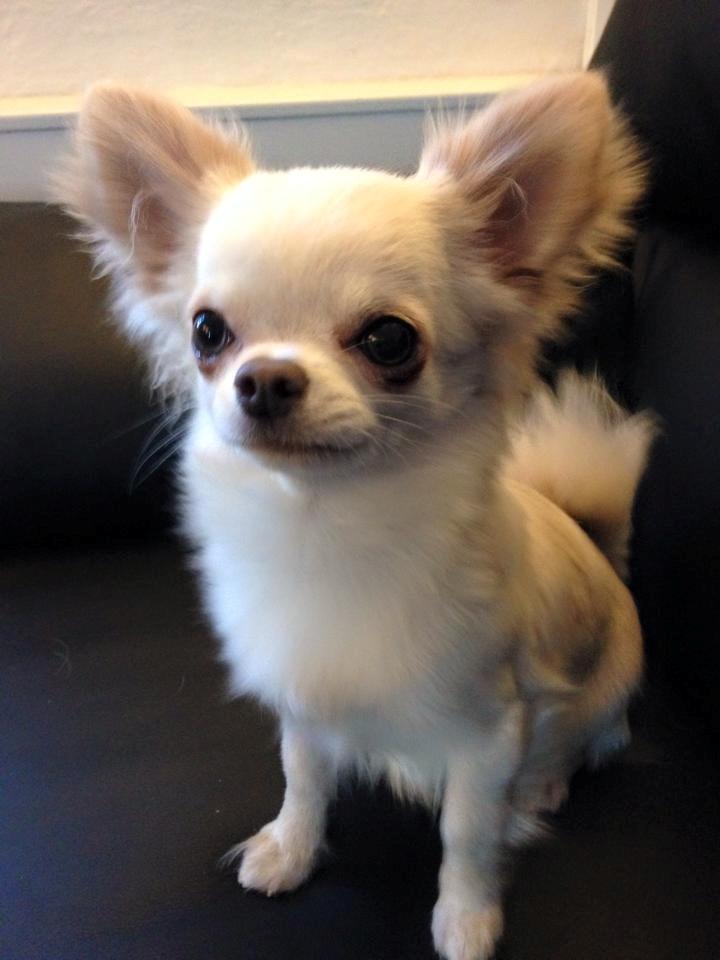 Chihuahua Mighty Heart Justin Bieber billede 5