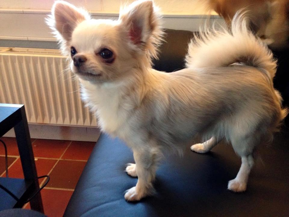 Chihuahua Mighty Heart Justin Bieber billede 6