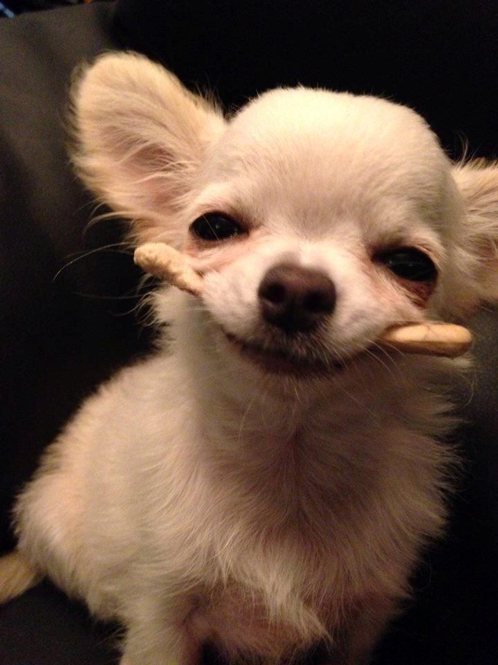 Chihuahua Mighty Heart Justin Bieber billede 7