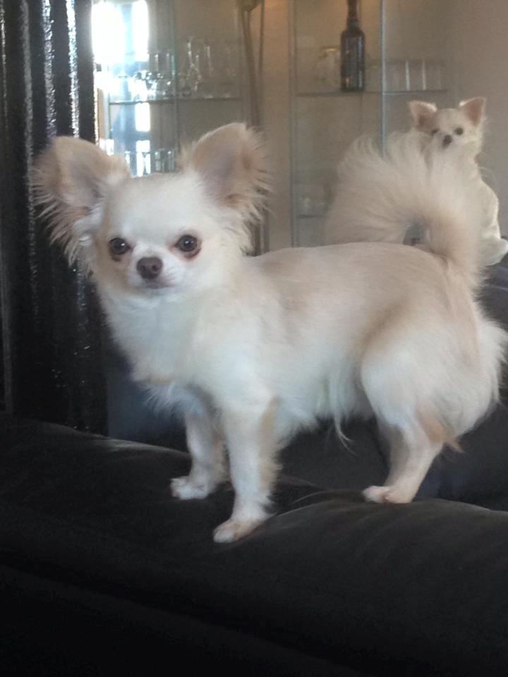 Chihuahua Mighty Heart Justin Bieber billede 4