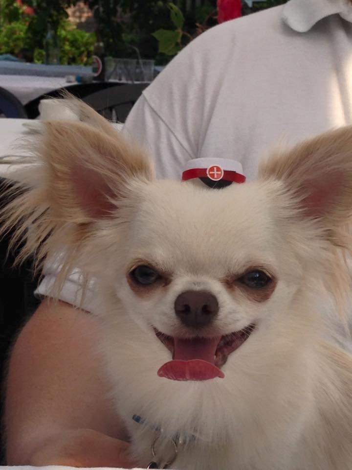 Chihuahua Mighty Heart Justin Bieber billede 3