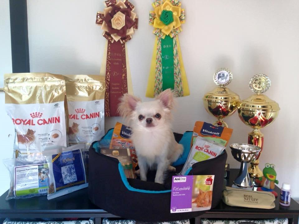 Chihuahua Mighty Heart Justin Bieber billede 1