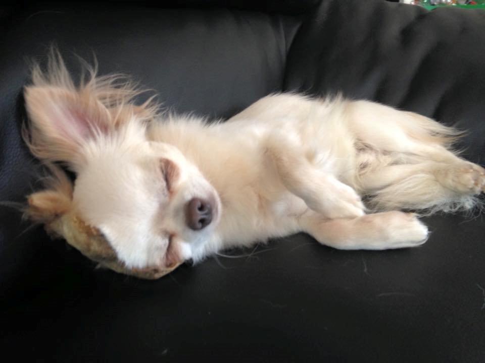 Chihuahua Mighty Heart Justin Bieber billede 8