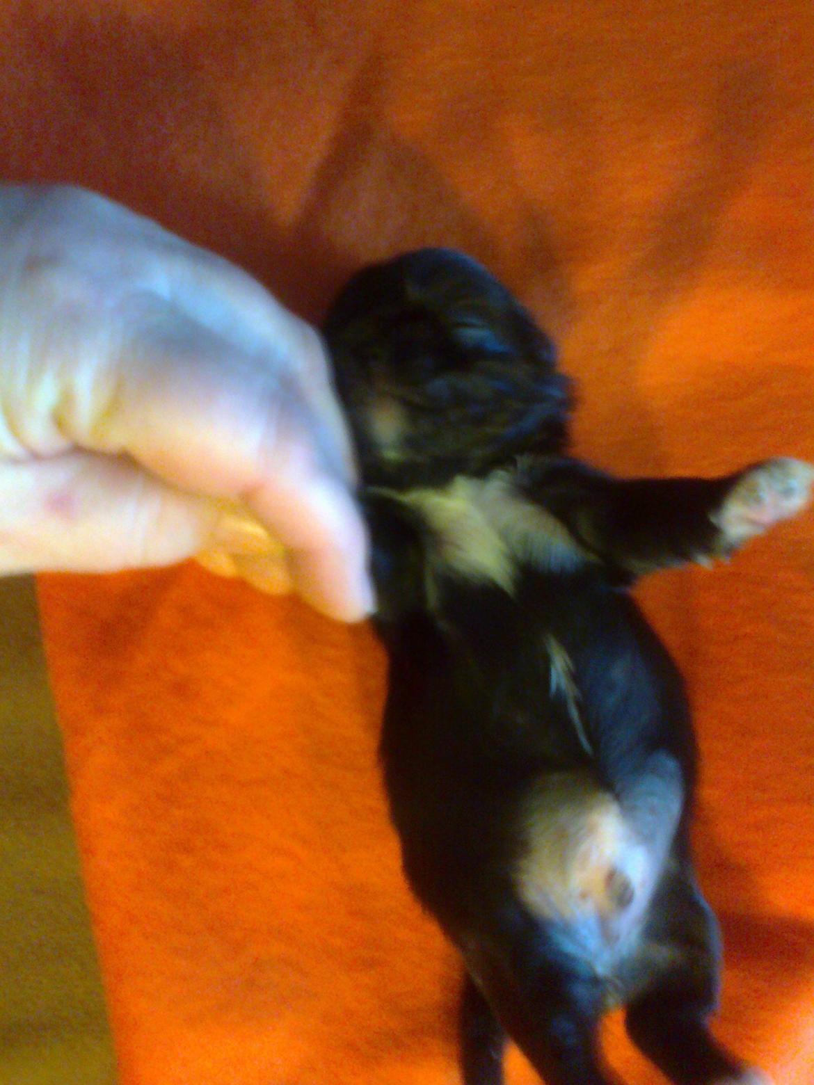 Blanding af racer Mulle billede 5