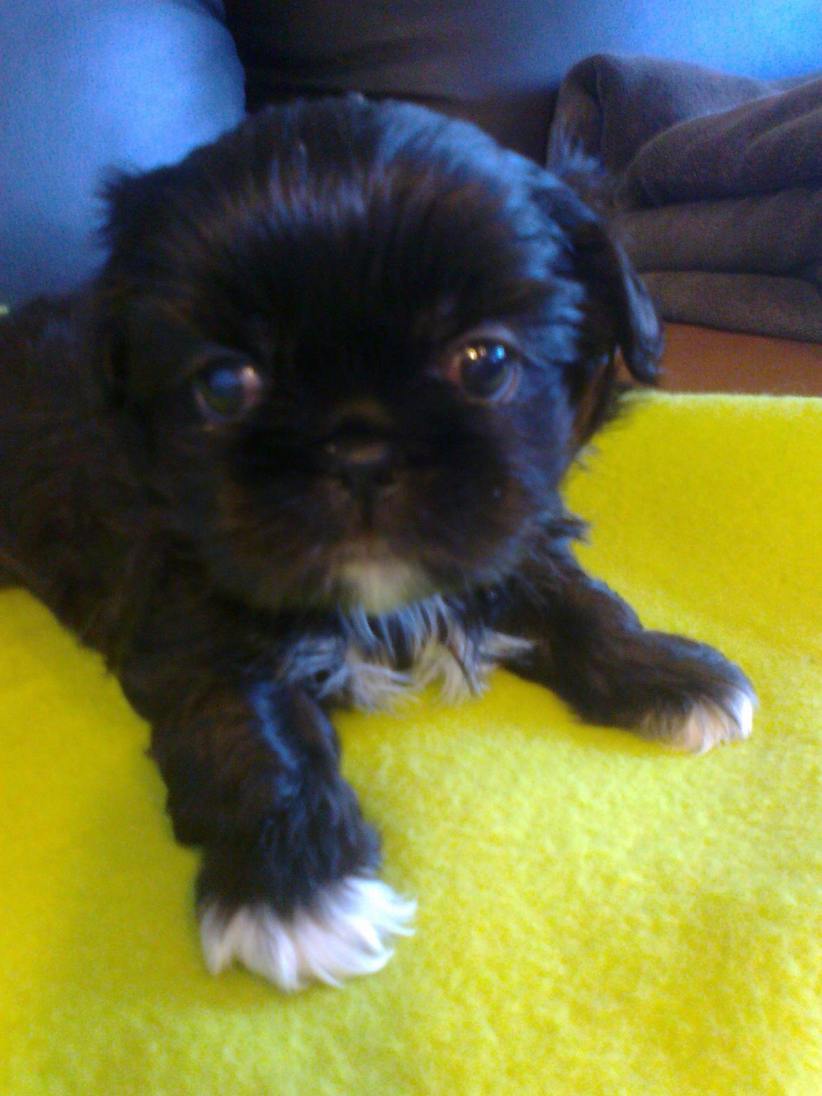 Blanding af racer Mulle billede 4