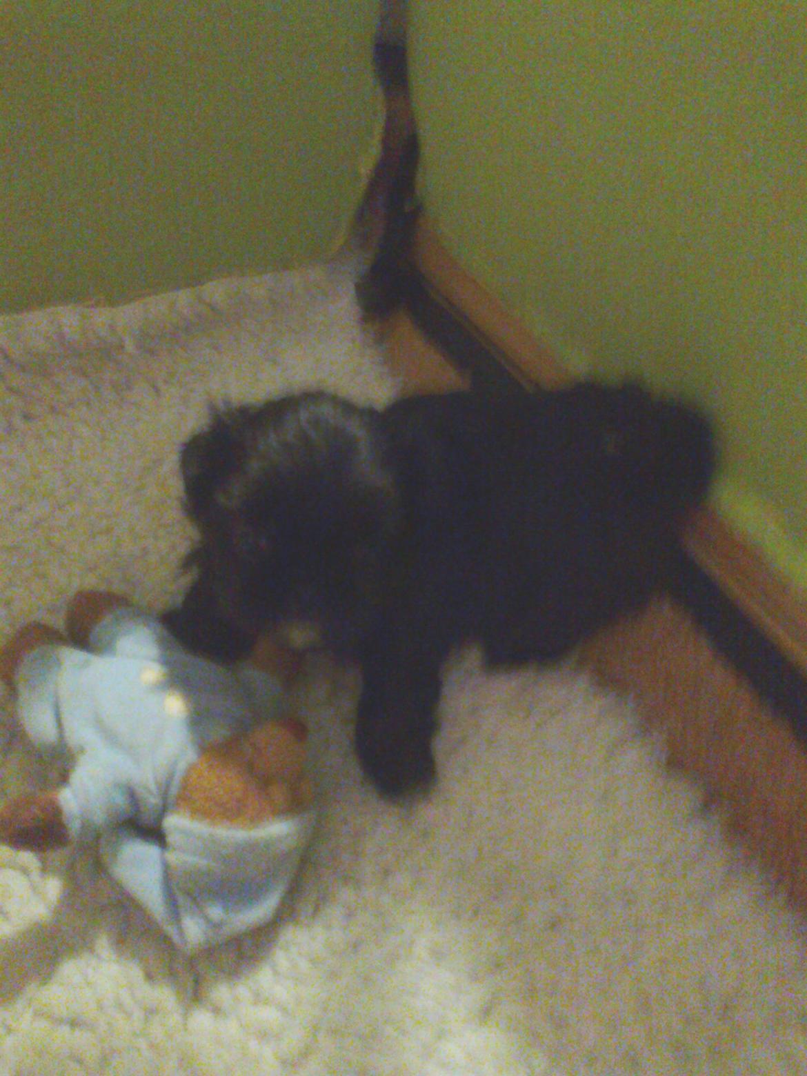 Blanding af racer Mulle billede 3