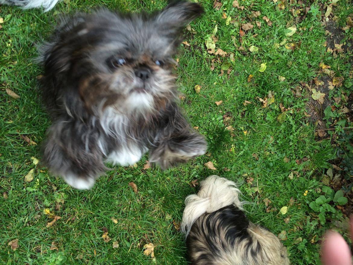 Blanding af racer Mulle billede 2