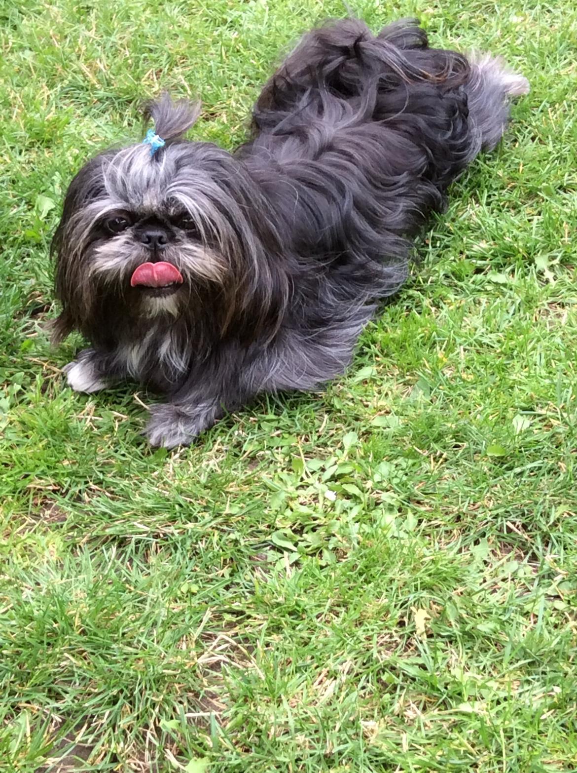 Blanding af racer Mulle billede 1