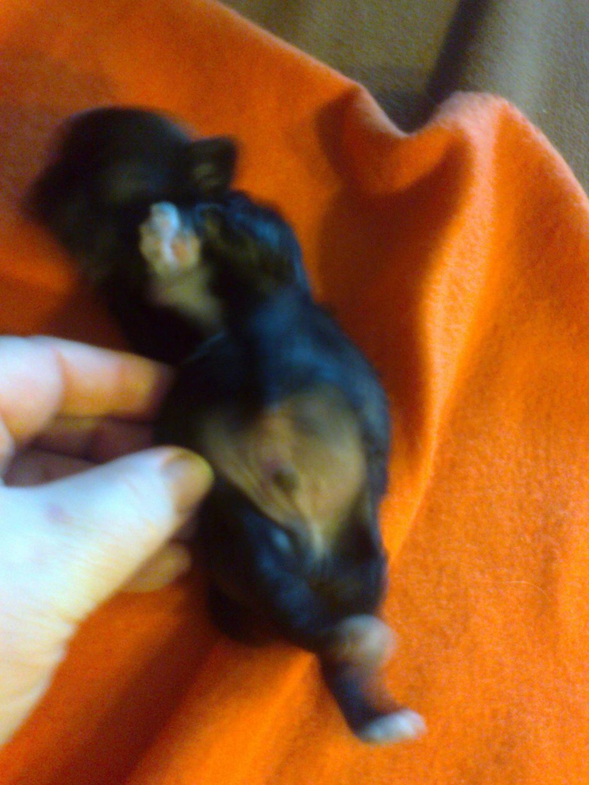 Blanding af racer Teddy billede 6