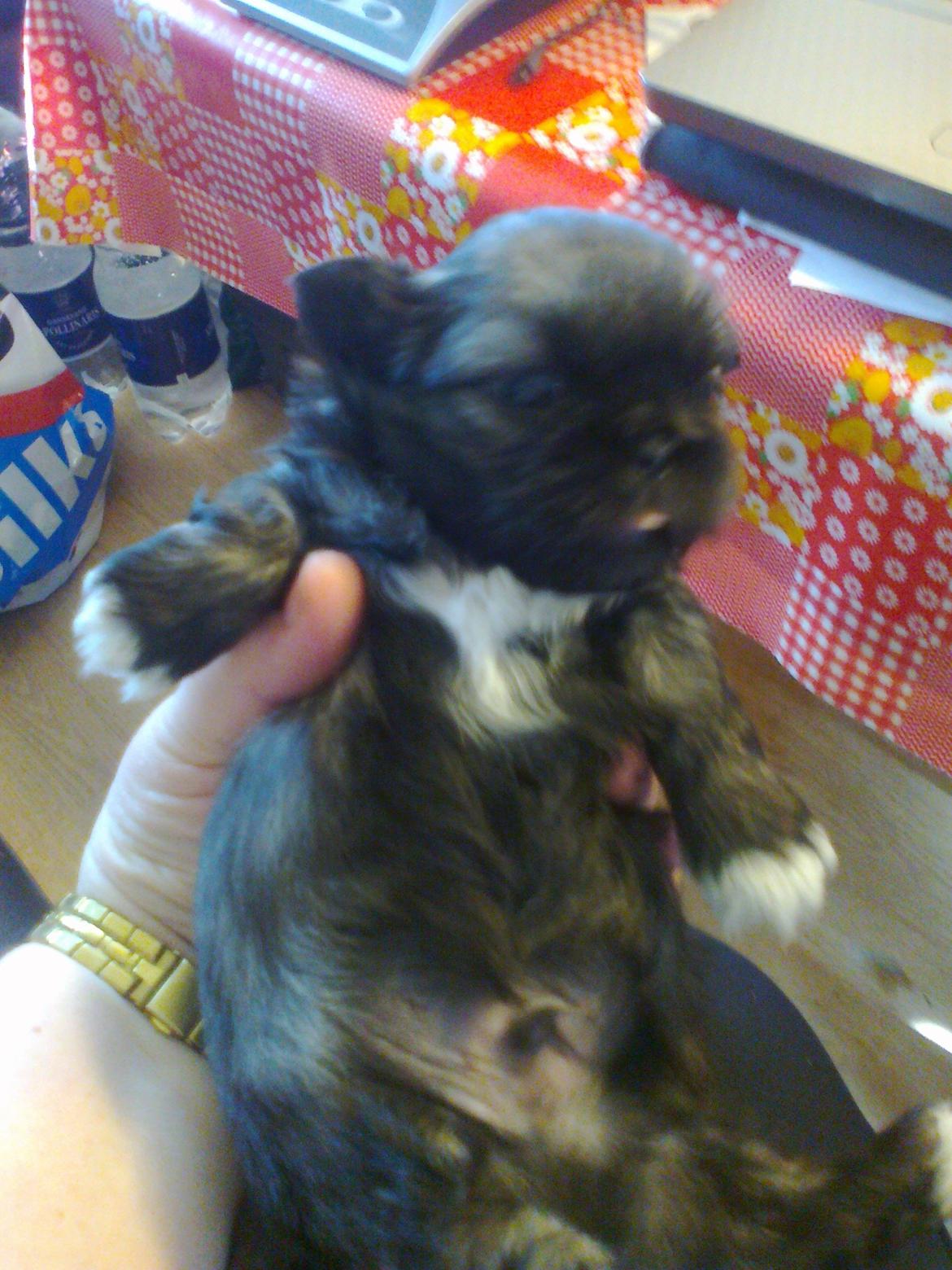 Blanding af racer Teddy billede 5