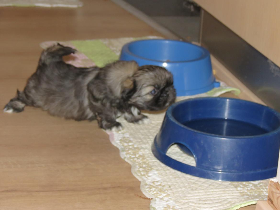 Blanding af racer Teddy billede 4