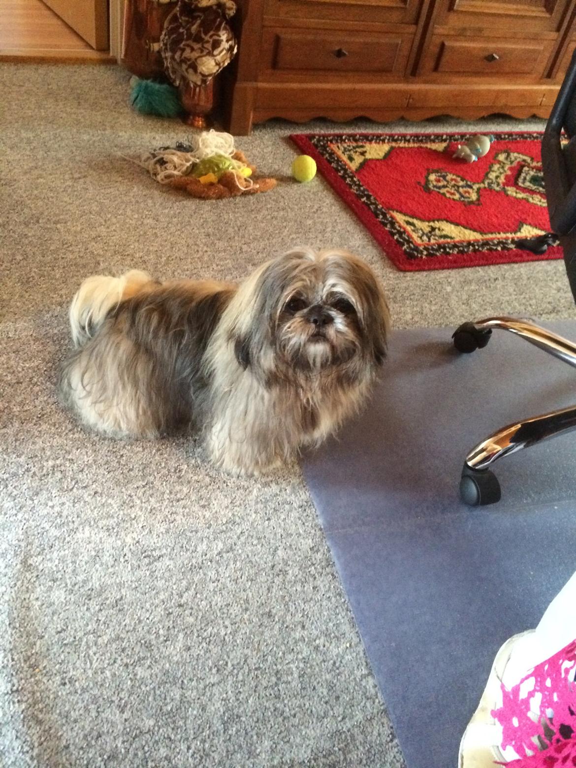 Blanding af racer Teddy billede 3