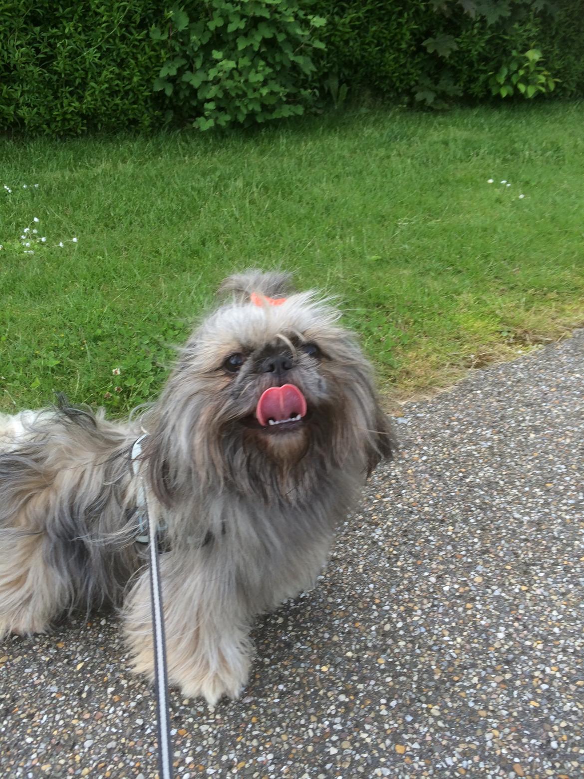 Blanding af racer Teddy billede 1