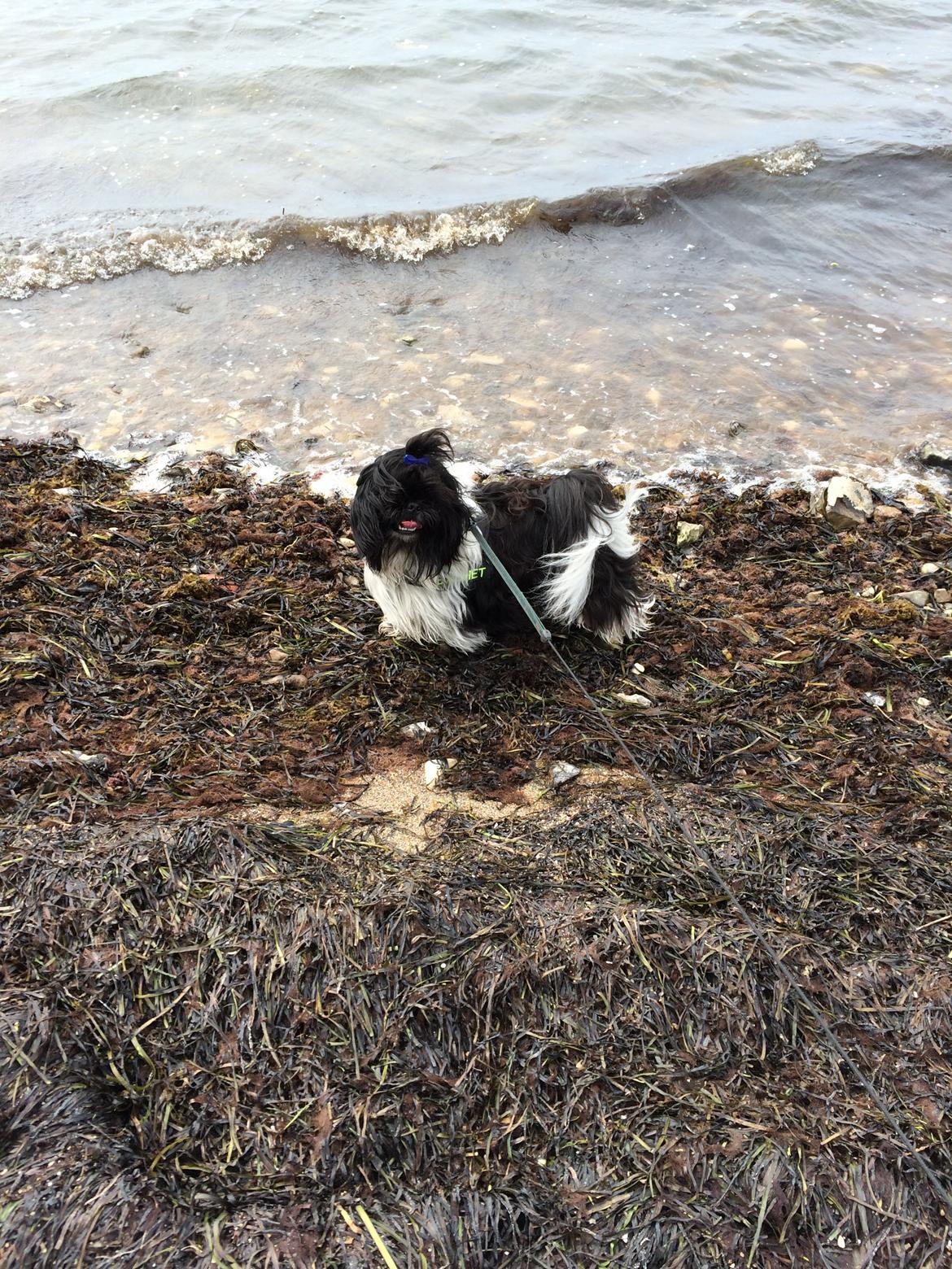 Blanding af racer Bashet billede 1