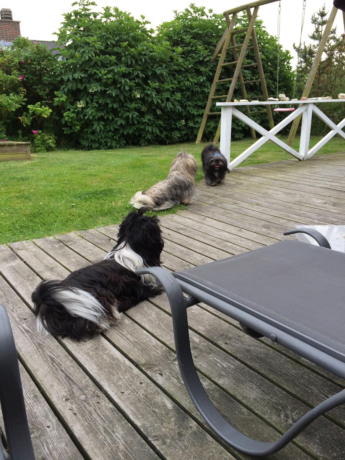 Blanding af racer Bashet billede 2