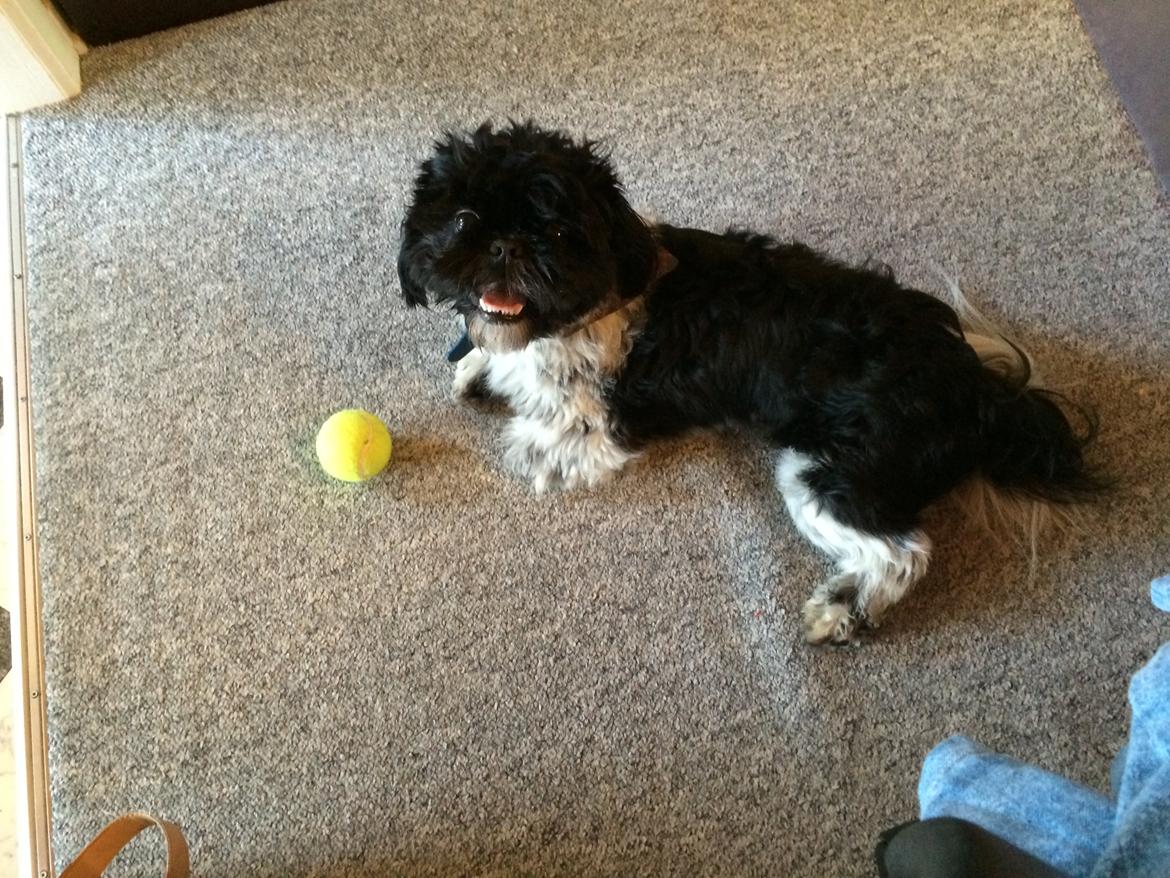 Blanding af racer Bashet billede 3