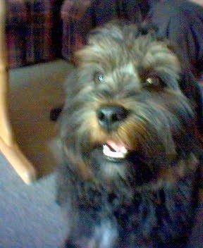 Blanding af racer Tarzan billede 7