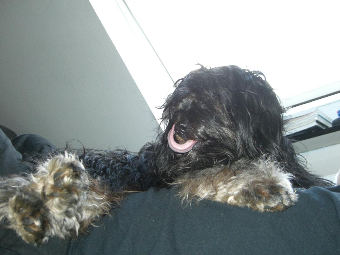 Blanding af racer Tarzan billede 3