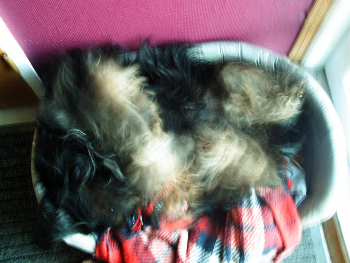 Blanding af racer Tarzan billede 4