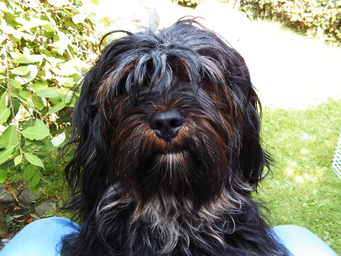 Blanding af racer Tarzan billede 5