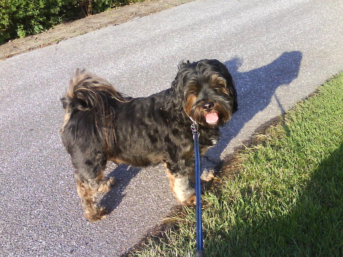 Blanding af racer Tarzan billede 1