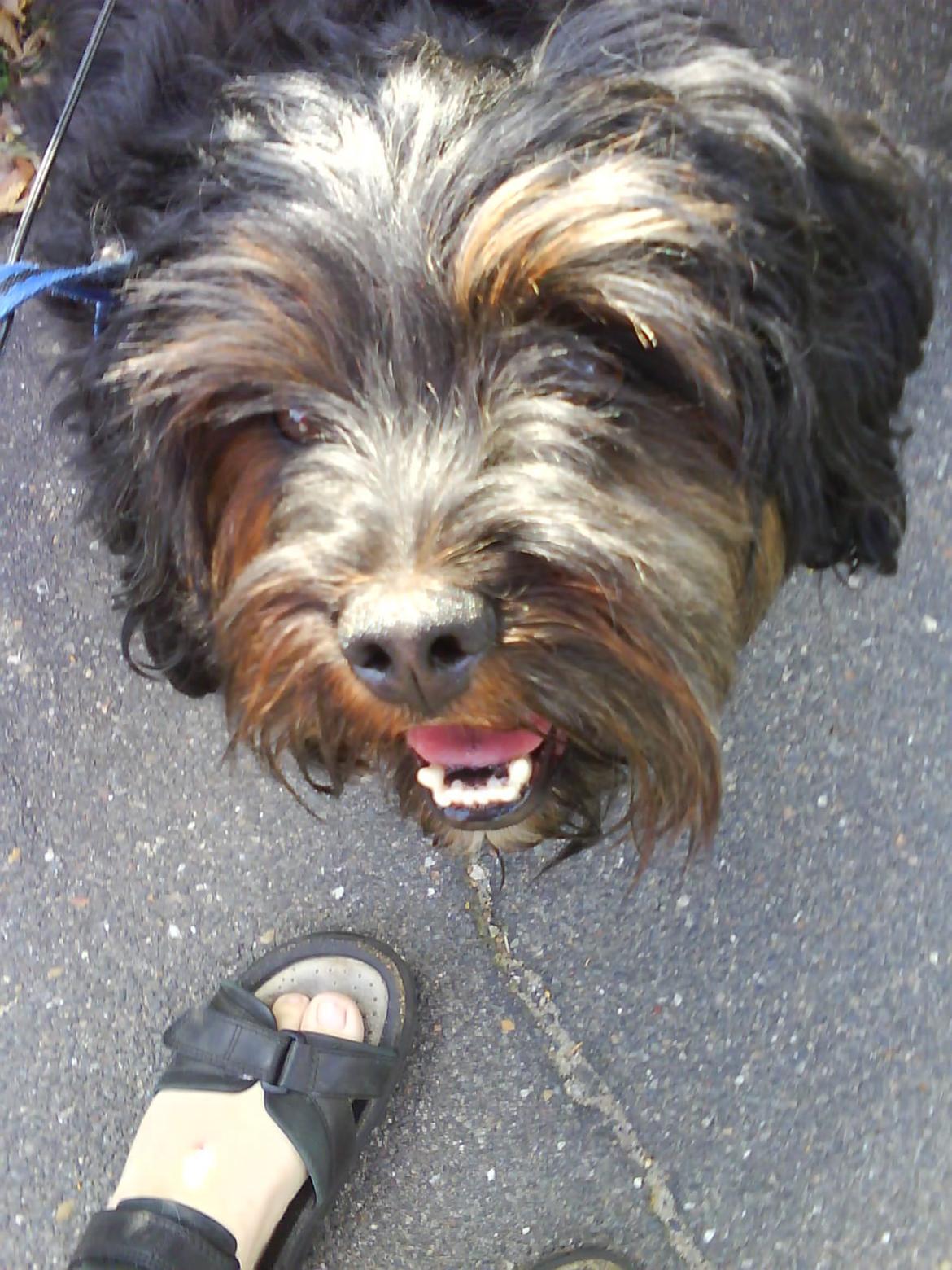 Blanding af racer Tarzan billede 6