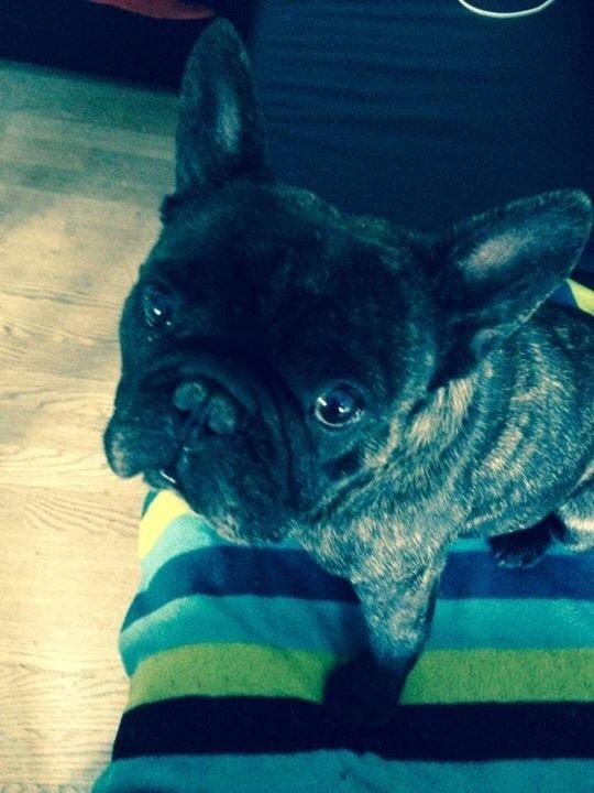 Fransk bulldog Gonzo (lancomes) billede 21