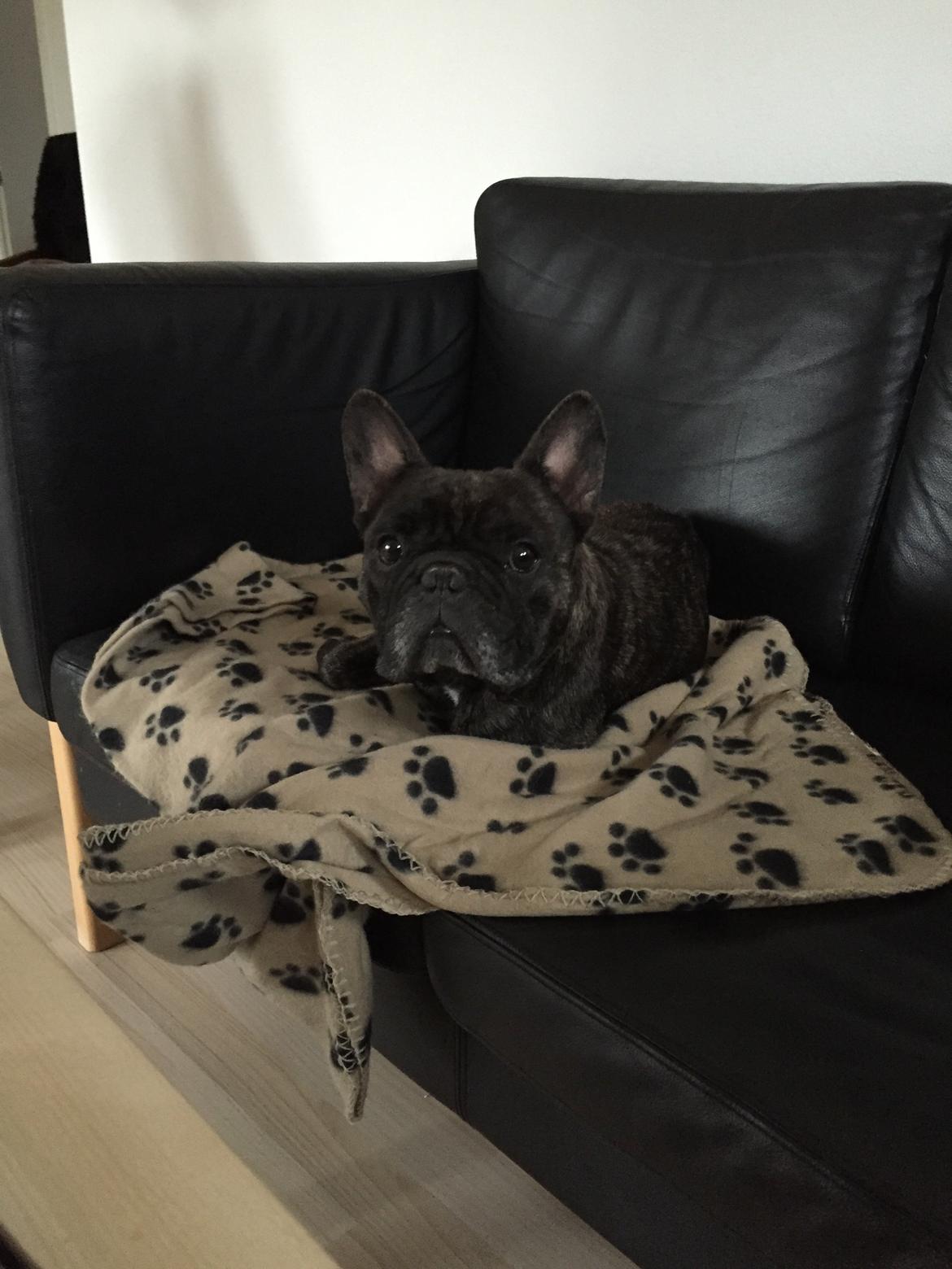 Fransk bulldog Gonzo (lancomes) billede 22