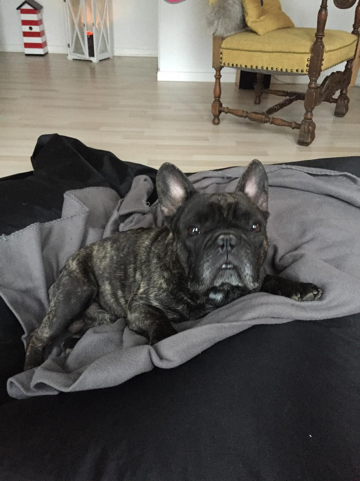 Fransk bulldog Gonzo (lancomes) billede 24