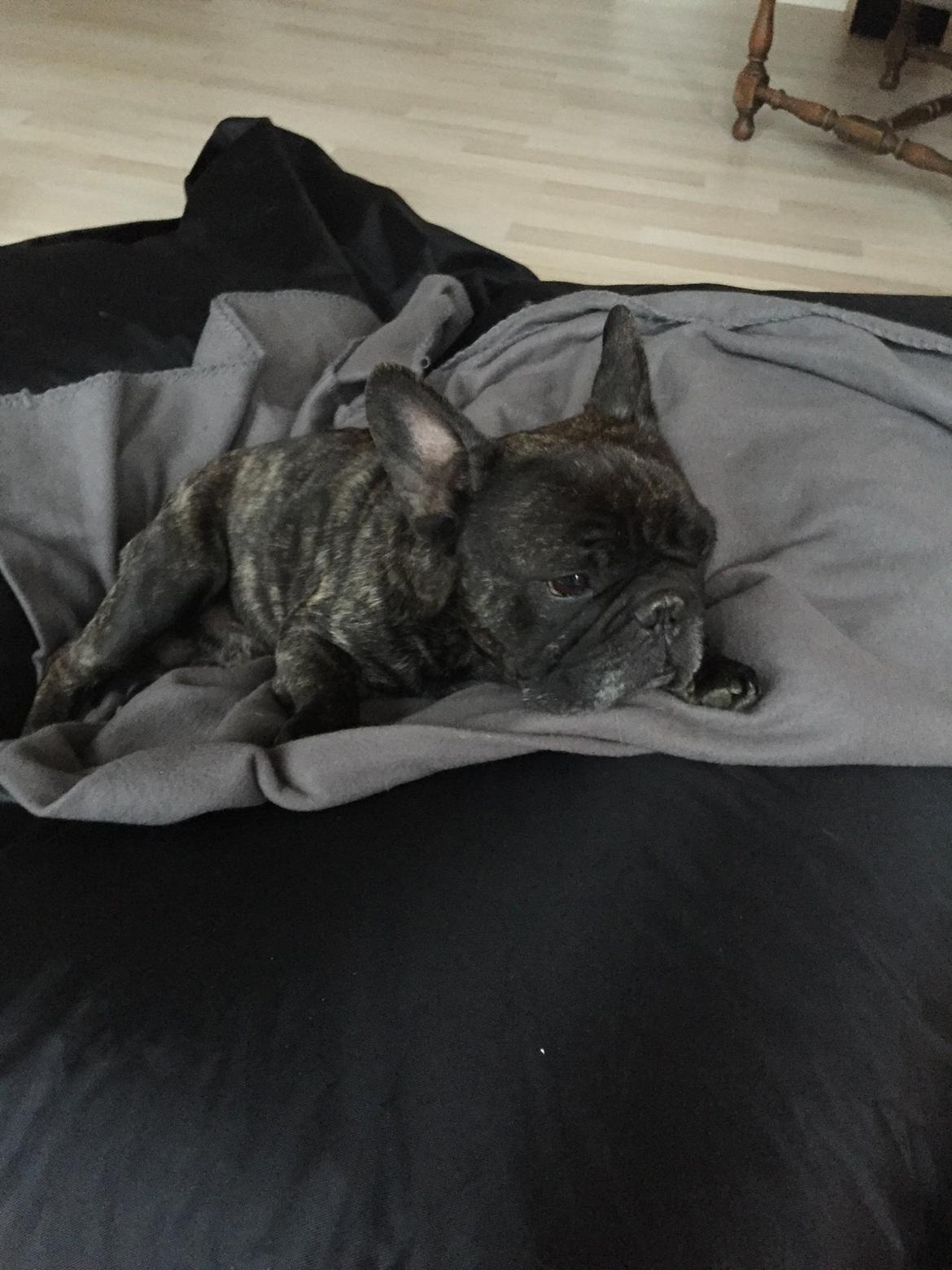 Fransk bulldog Gonzo (lancomes) billede 25