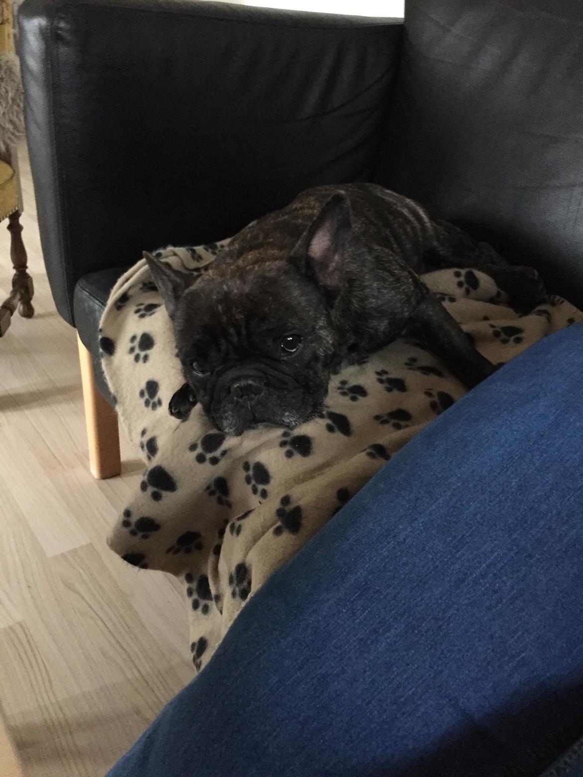 Fransk bulldog Gonzo (lancomes) billede 23