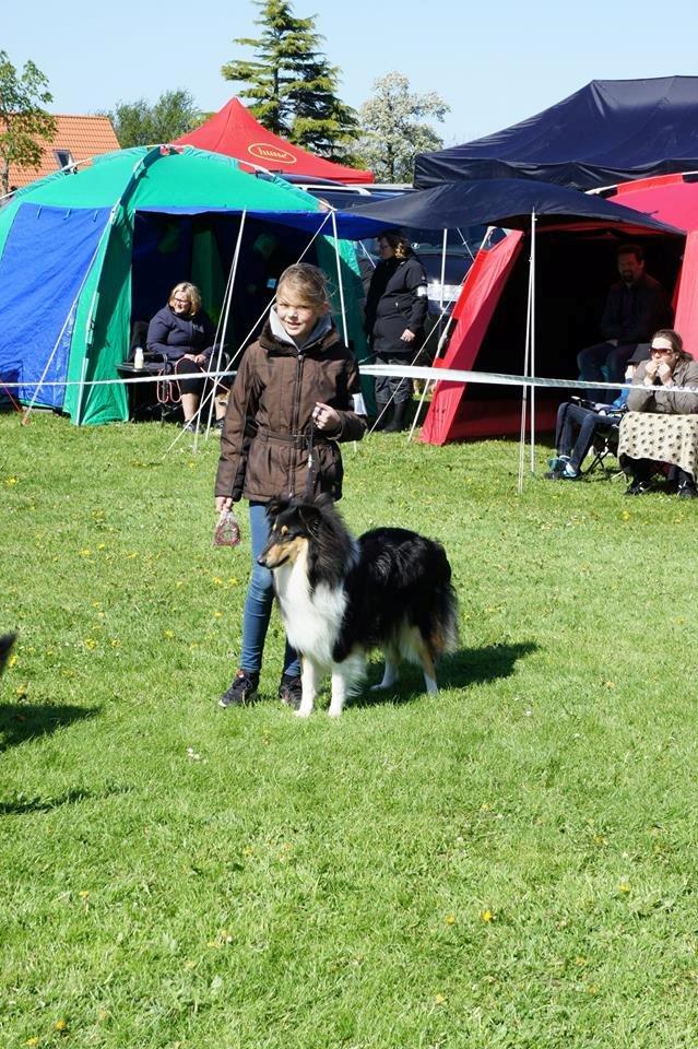 Collie langhåret Lapinette's Graceful And Elegant - Skue i Årslev 10/5 - 2015 billede 2