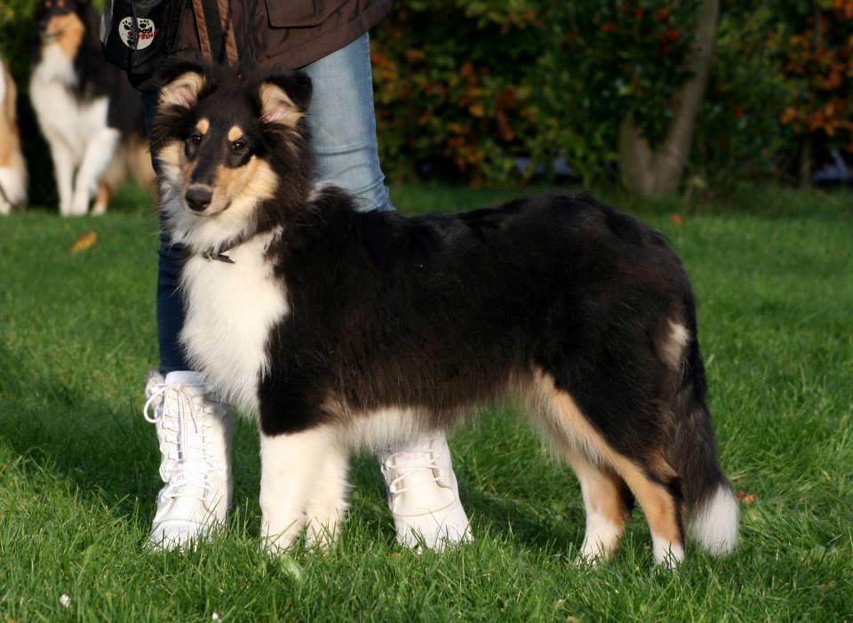 Collie langhåret Lapinette's Graceful And Elegant - Lapinette dag billede 3