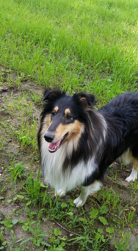 Collie langhåret Lapinette's Graceful And Elegant - Velkommen til Lapinette's Graceful And Elegant's profil billede 1