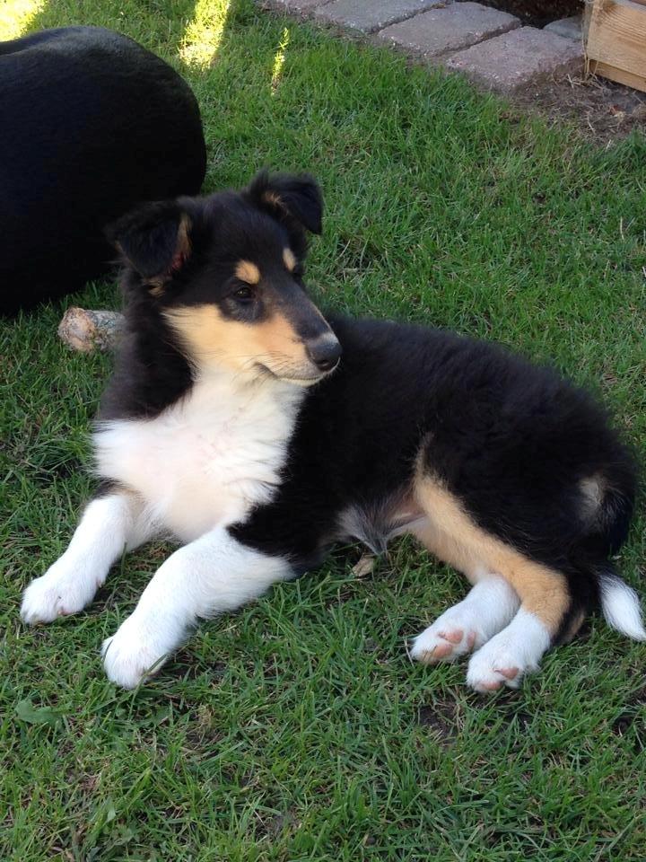 Collie langhåret Lapinette's Graceful And Elegant billede 5